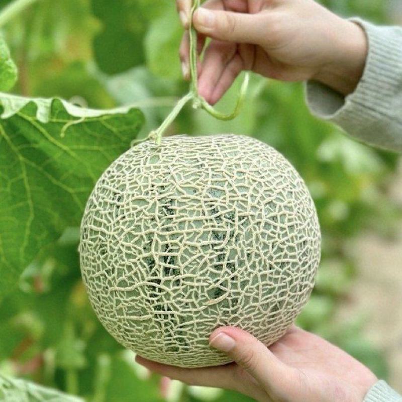 牛三蜜瓜