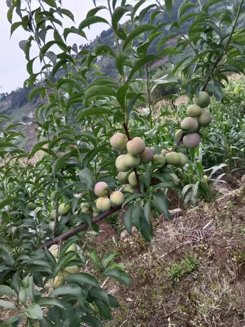 半边红李子，10-15克每天可以出货4万斤