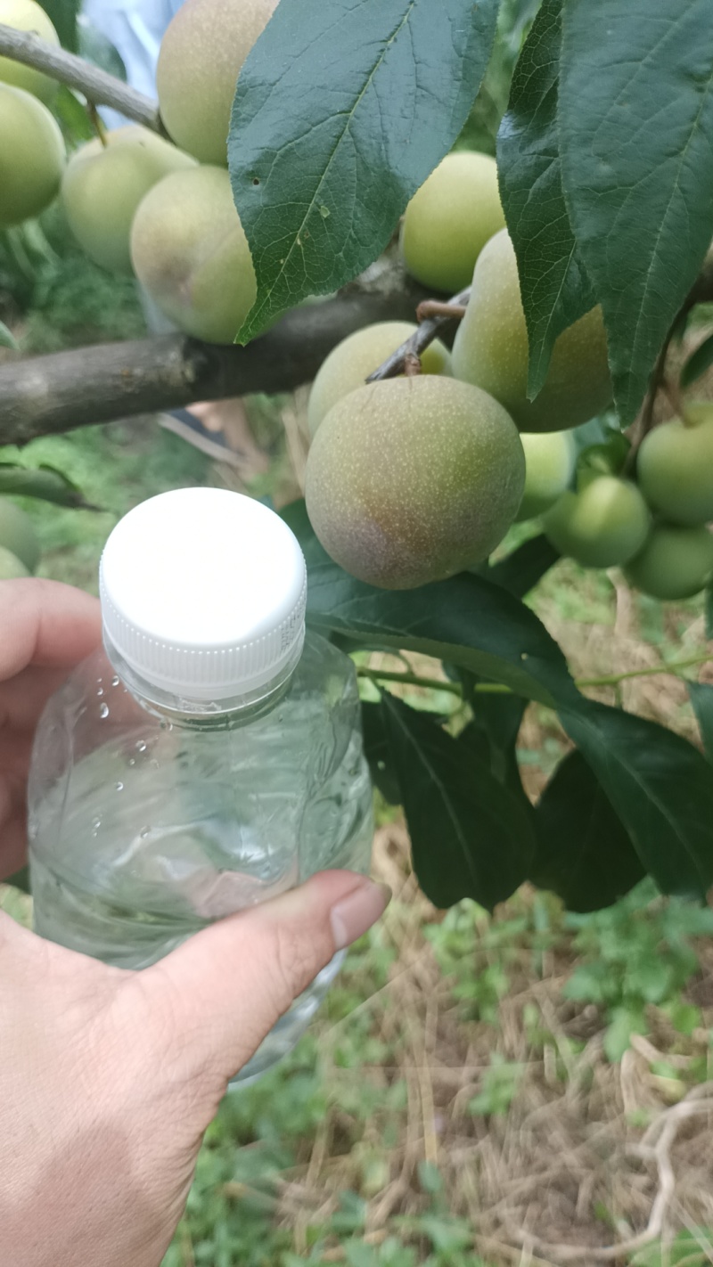 半边红李子，10-15克每天可以出货4万斤