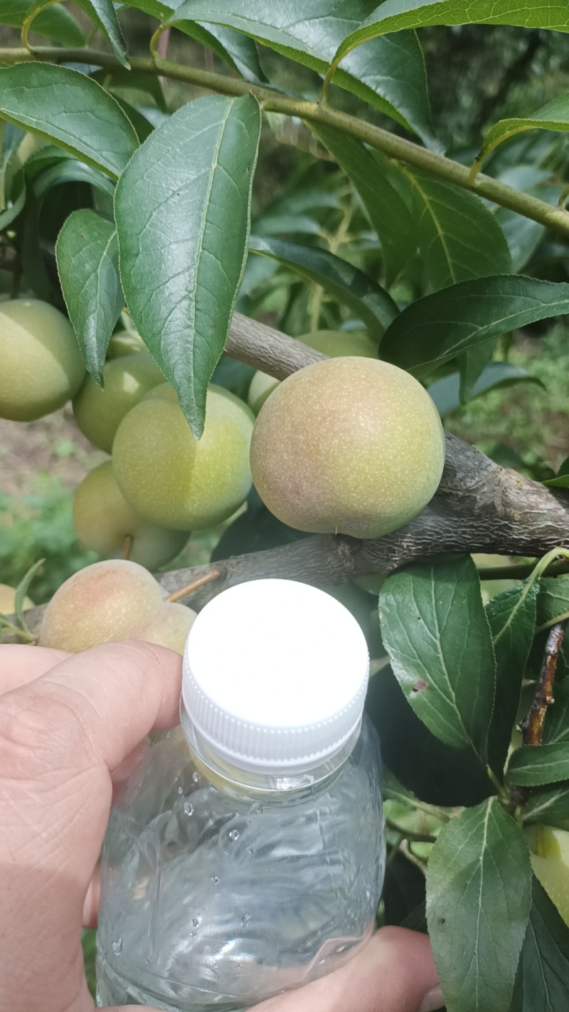 半边红李子，10-15克每天可以出货4万斤