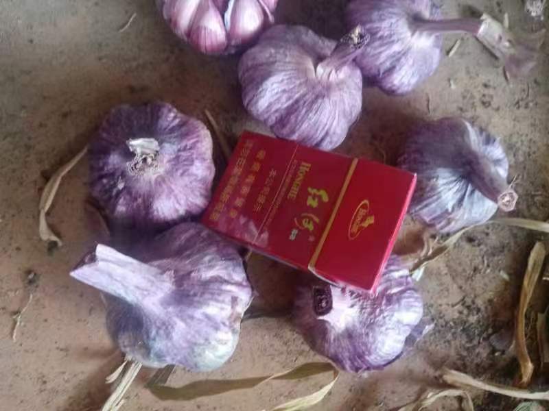 云南紫皮大蒜，对接各大批发市场，对接档口商场超市等