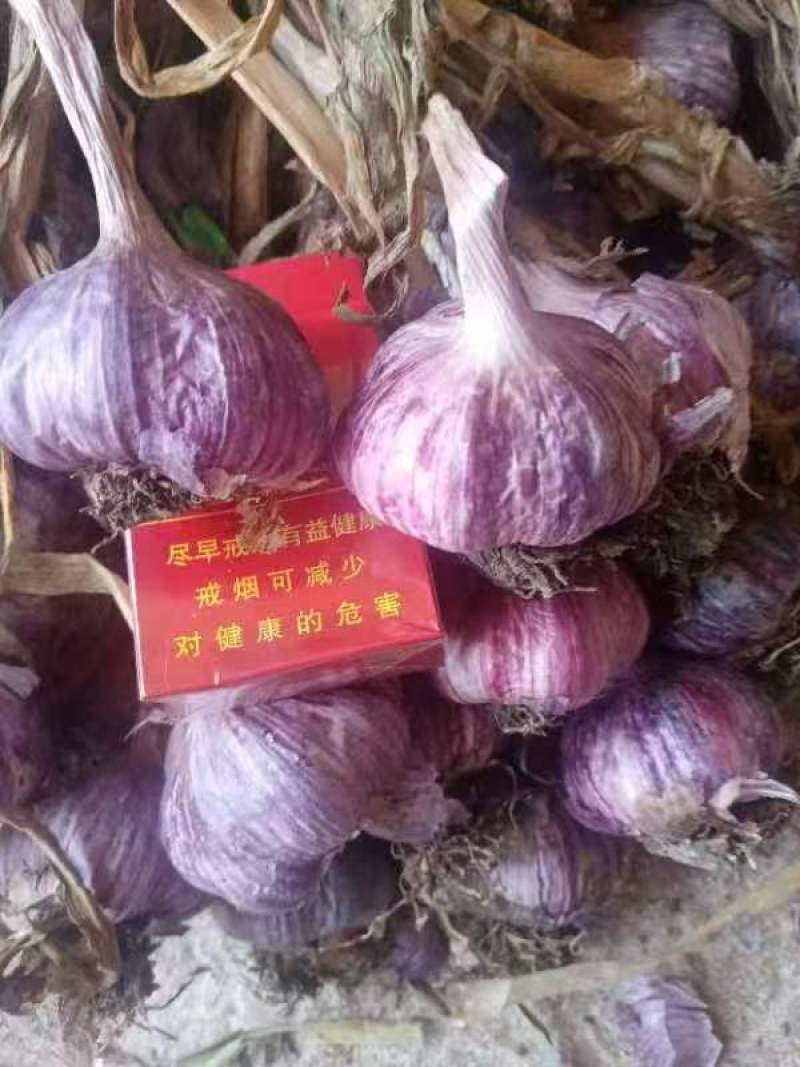 云南紫皮大蒜，对接各大批发市场，对接档口商场超市等