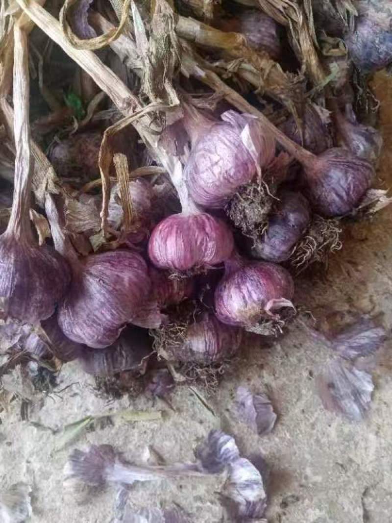 云南紫皮大蒜，对接各大批发市场，对接档口商场超市等