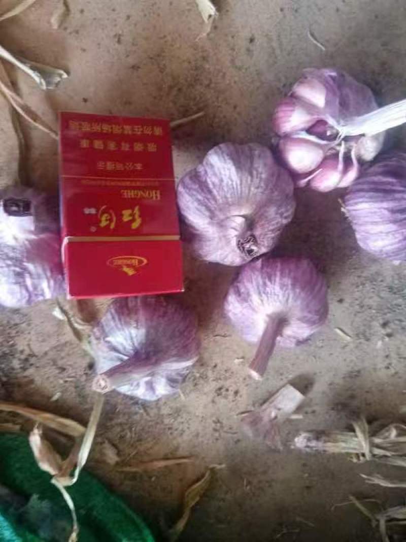云南紫皮大蒜，对接各大批发市场，对接档口商场超市等
