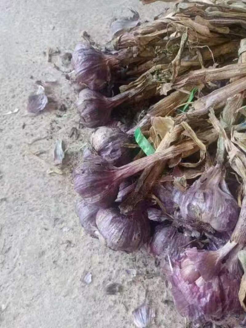 云南紫皮大蒜，对接各大批发市场，对接档口商场超市等