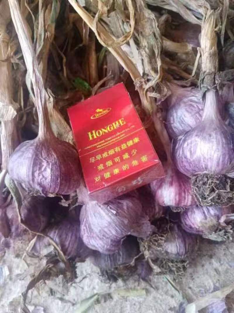 云南紫皮大蒜，对接各大批发市场，对接档口商场超市等