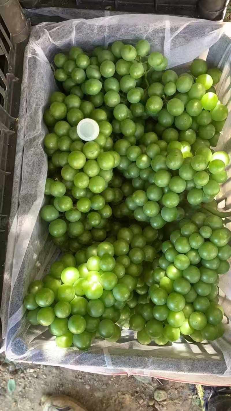 精品葡萄