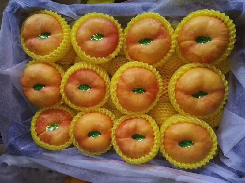 中油潘九