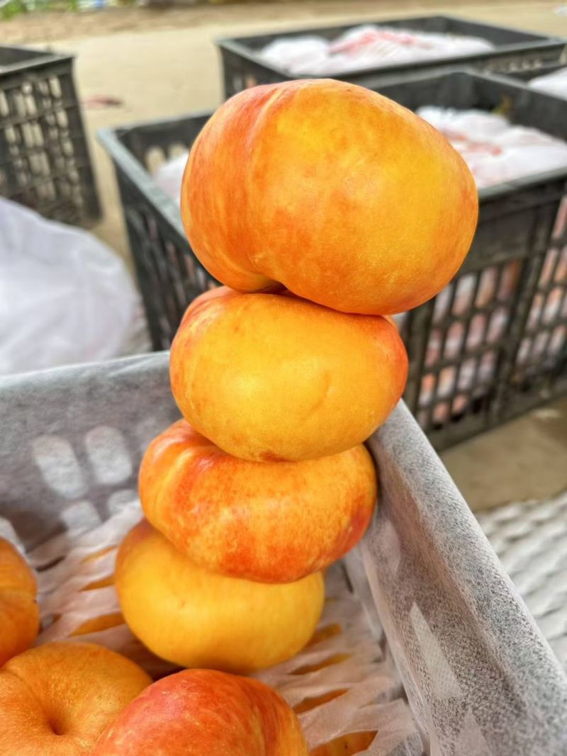 中油潘九