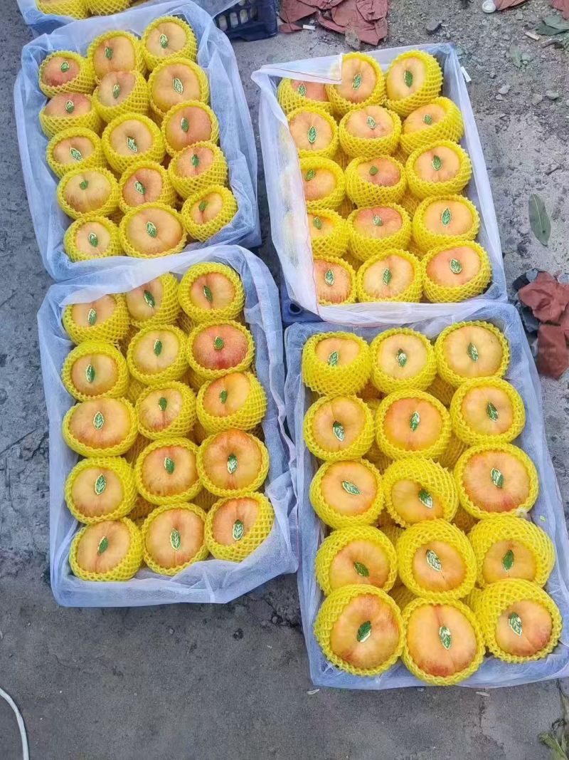 中油潘九