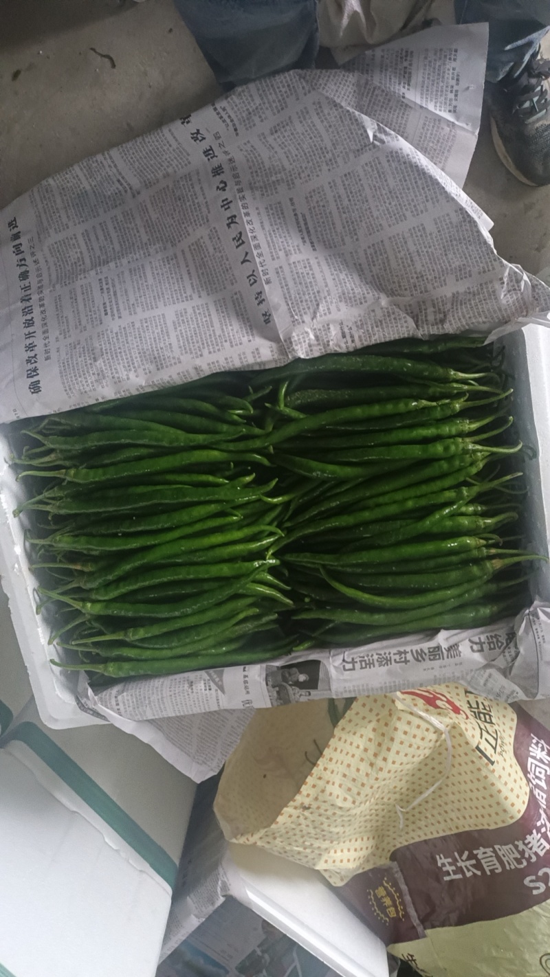 优质货源二荆条大量上市产地直发价格美丽欢迎致电