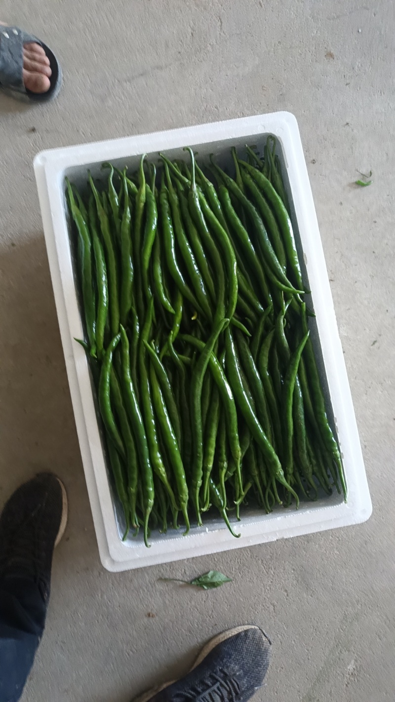 优质货源二荆条大量上市产地直发价格美丽欢迎致电