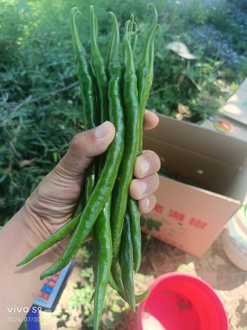 优质货源二荆条大量上市产地直发价格美丽欢迎致电