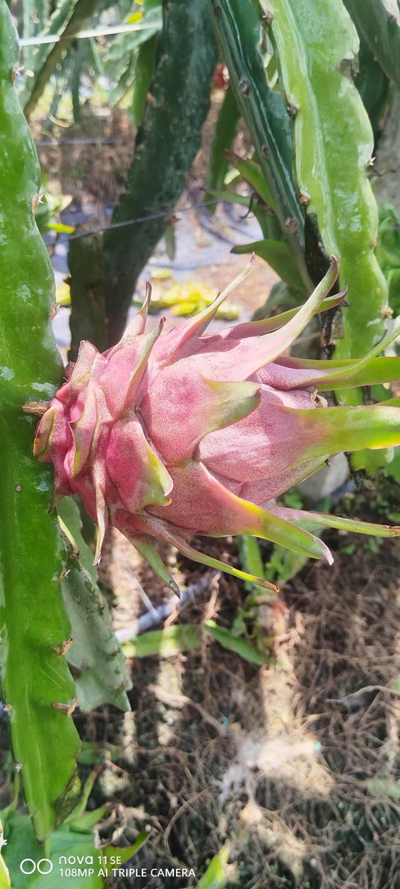 红心火龙果