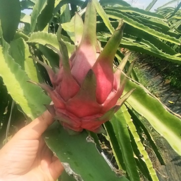 广西红心火龙果