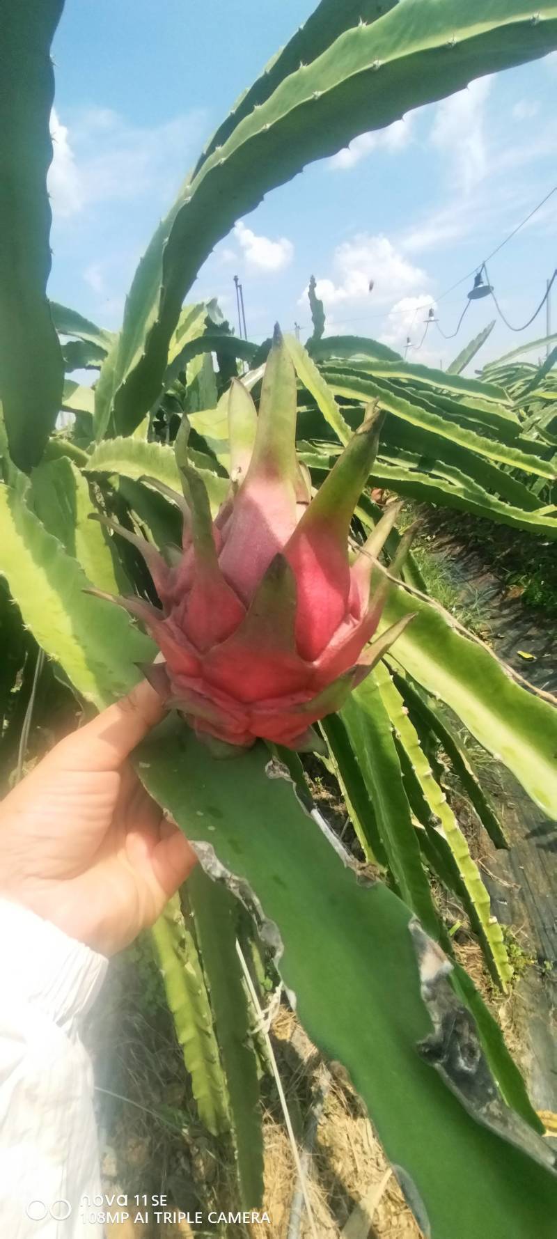 广西红心火龙果