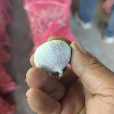 独头蒜4-5万斤，采收半个月左右