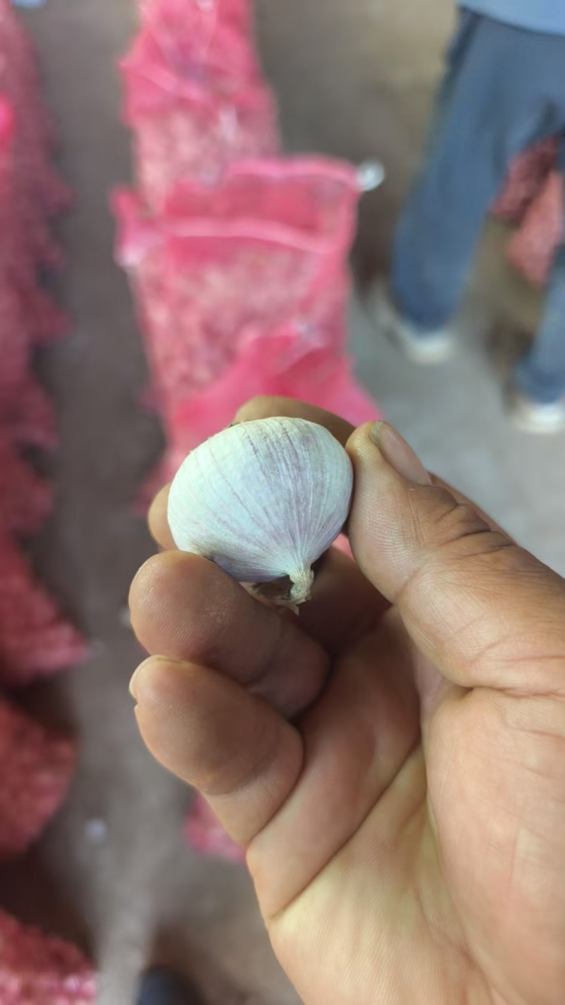 独头蒜4-5万斤，采收半个月左右
