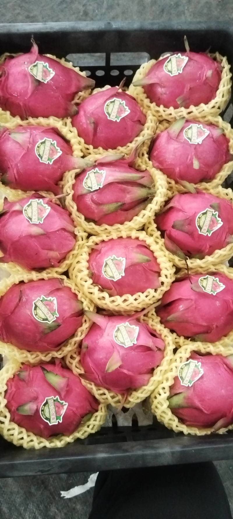 广西红心火龙果