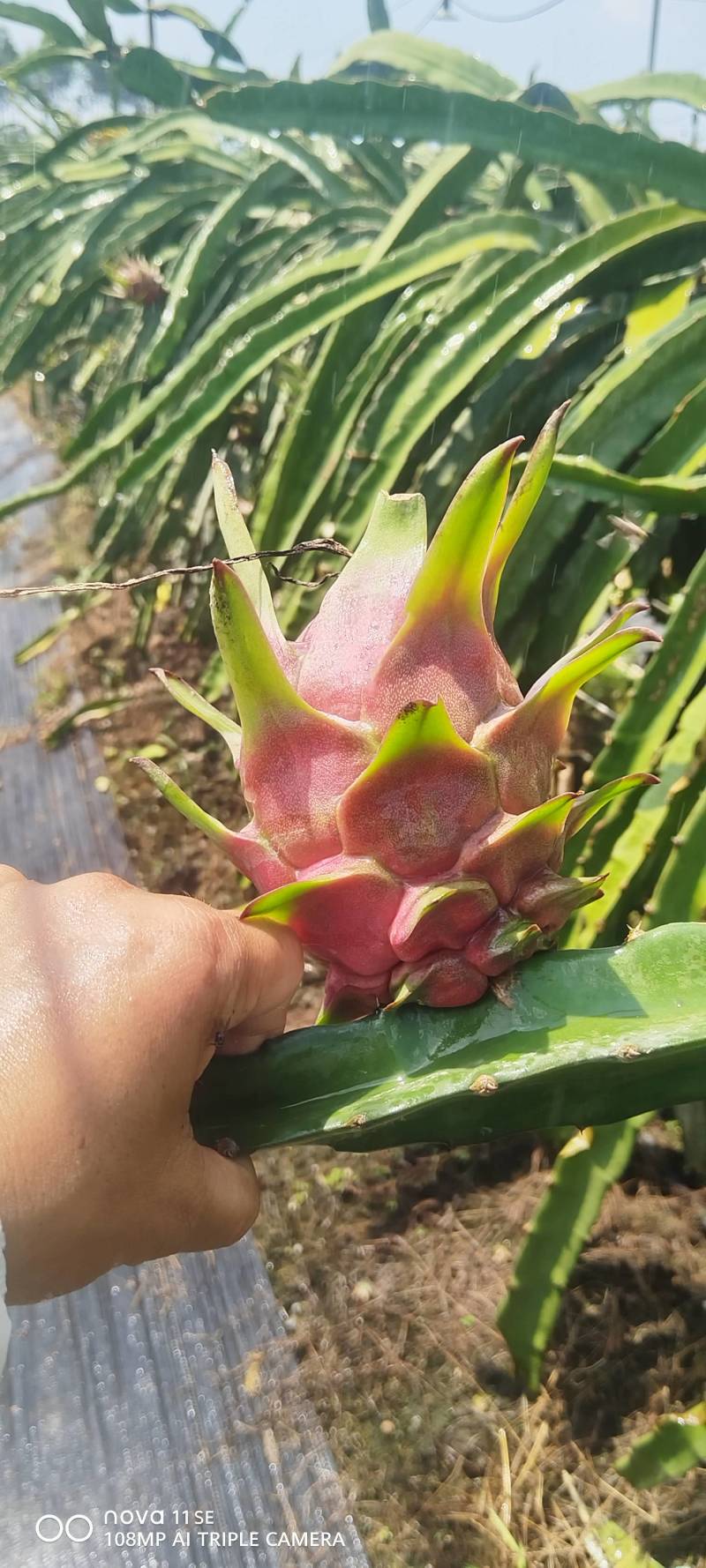 广西红心火龙果