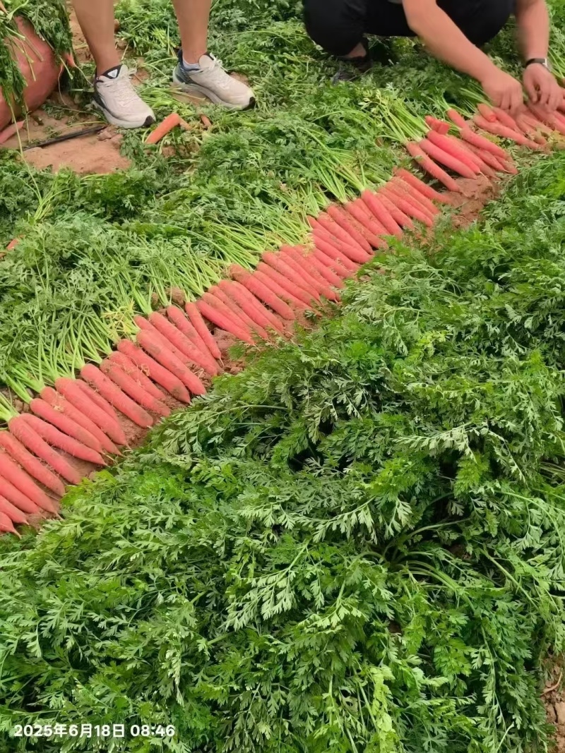 水果红萝卜生吃脆甜电商一件代发直播提供场地机制拉满