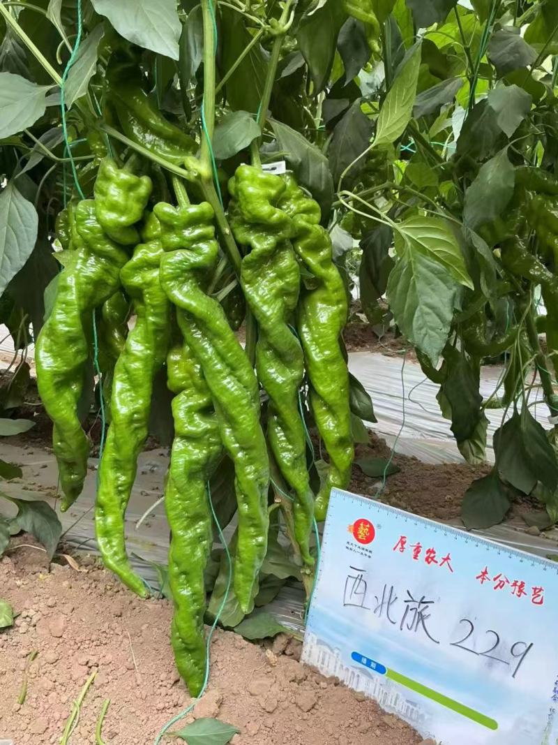 大果螺丝椒