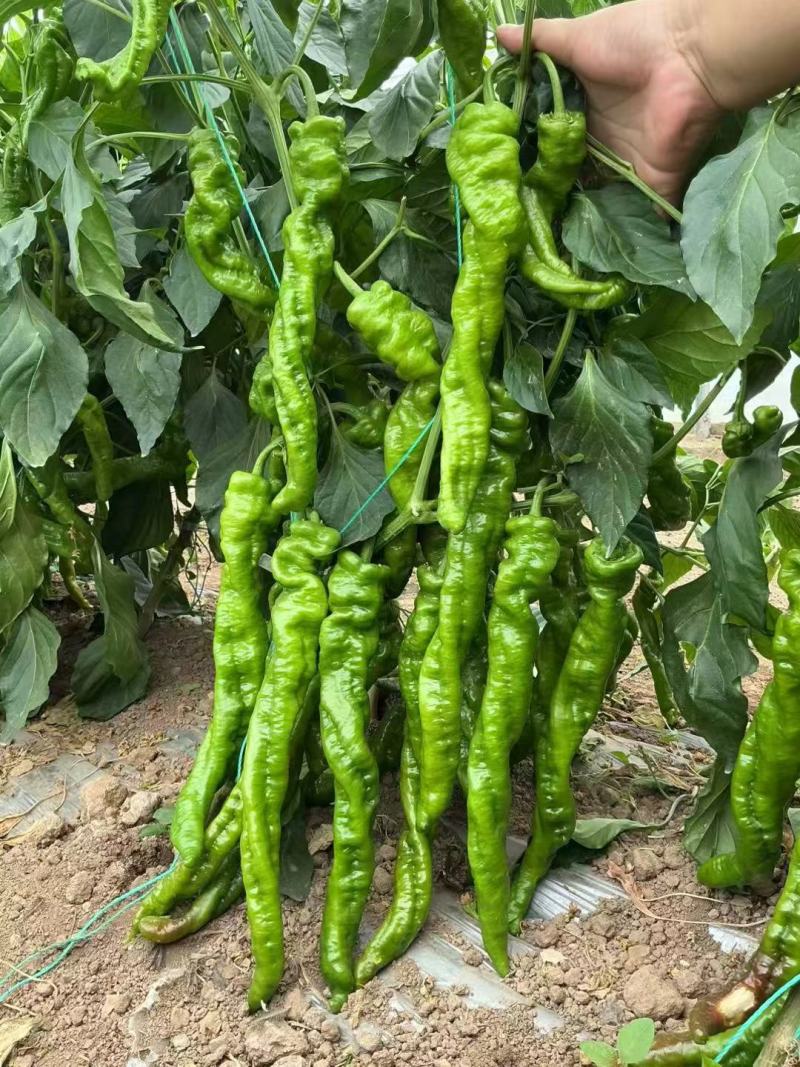 大果螺丝椒