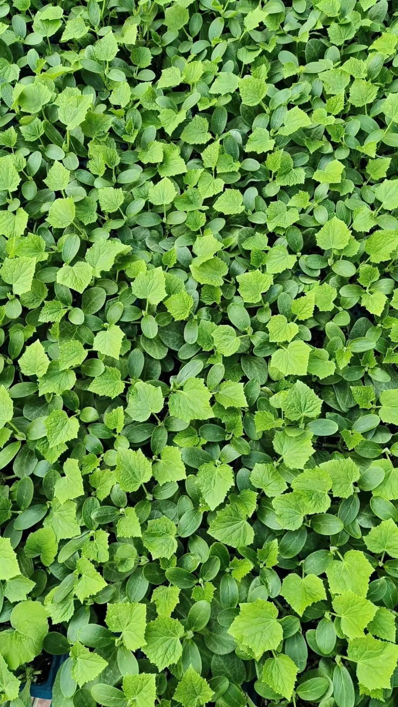 水果小黄瓜