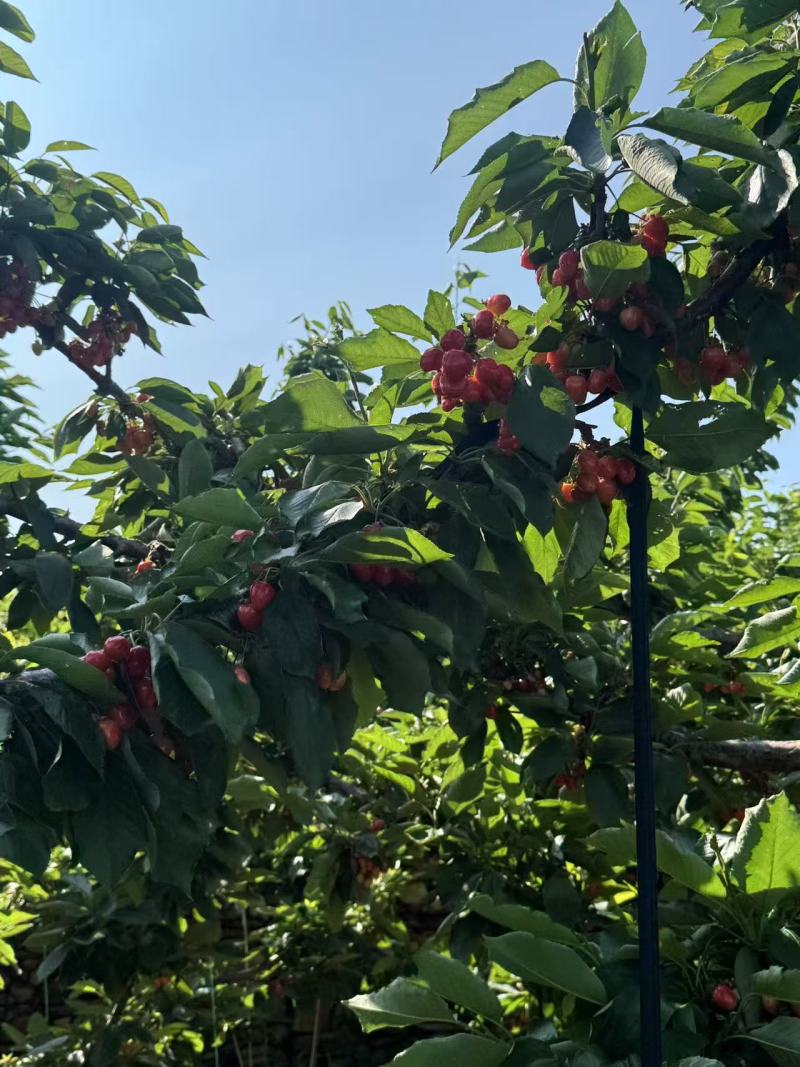 大连瓦房店樱桃