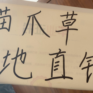 猫爪草
