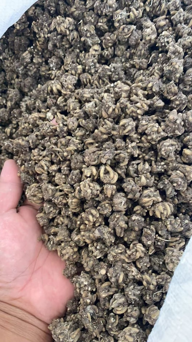 猫爪草