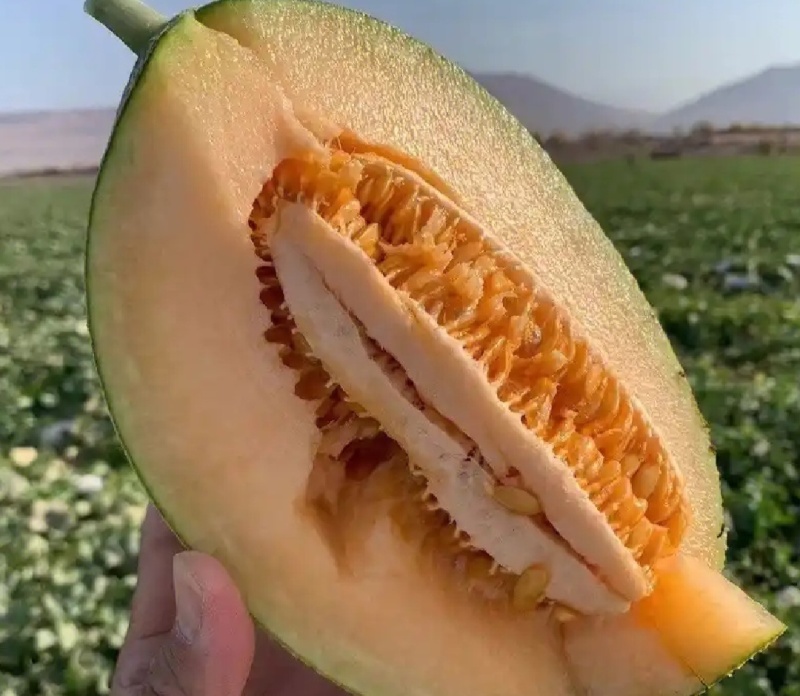 哈密瓜产地直销，供应各大商超，全国发货，量大从优