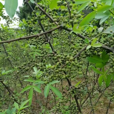 鲜青花椒