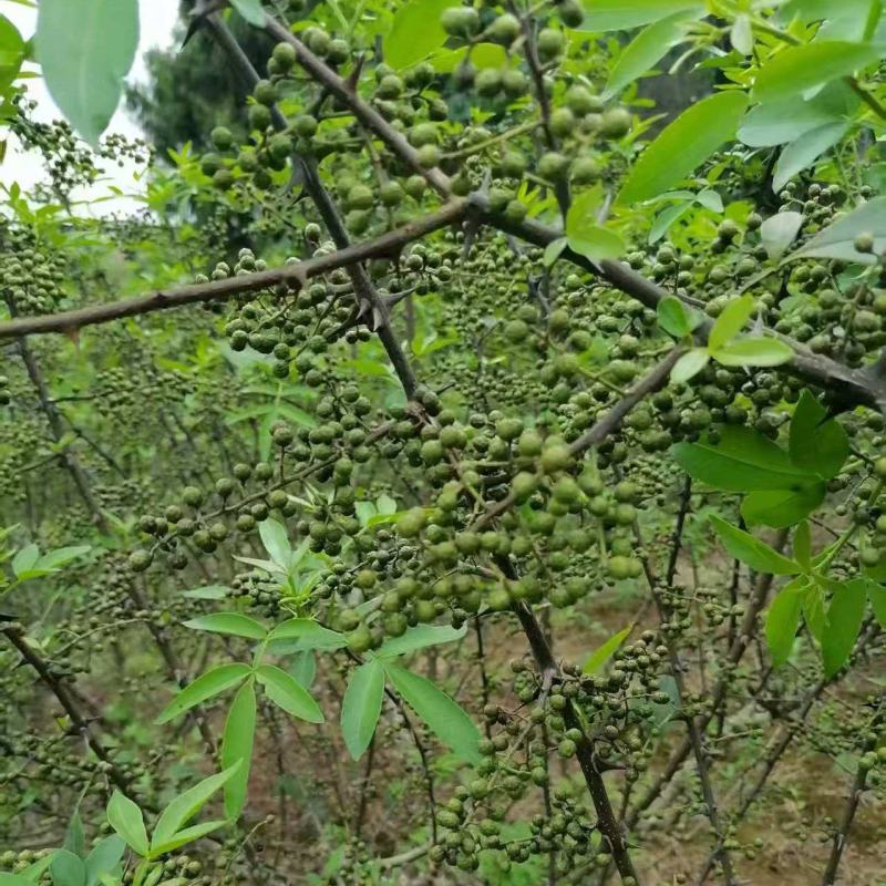 鲜青花椒