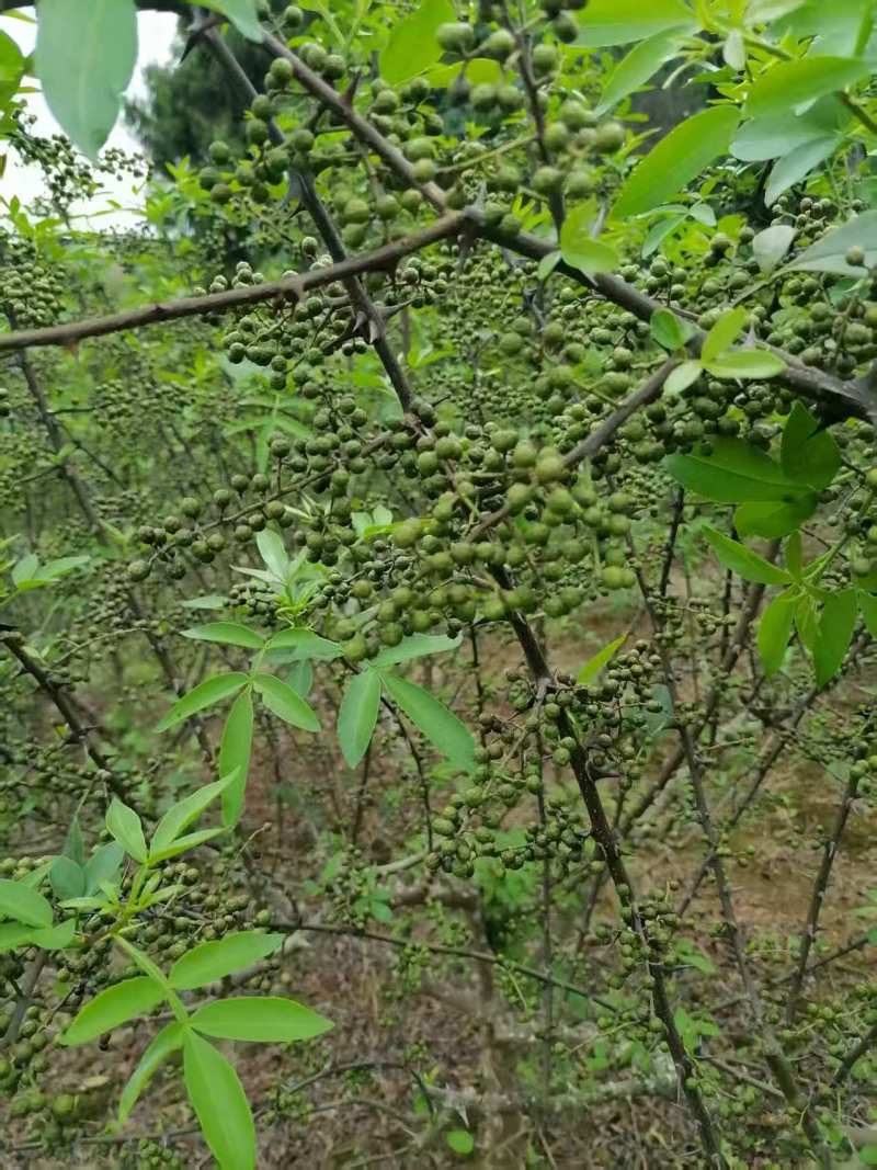 鲜青花椒