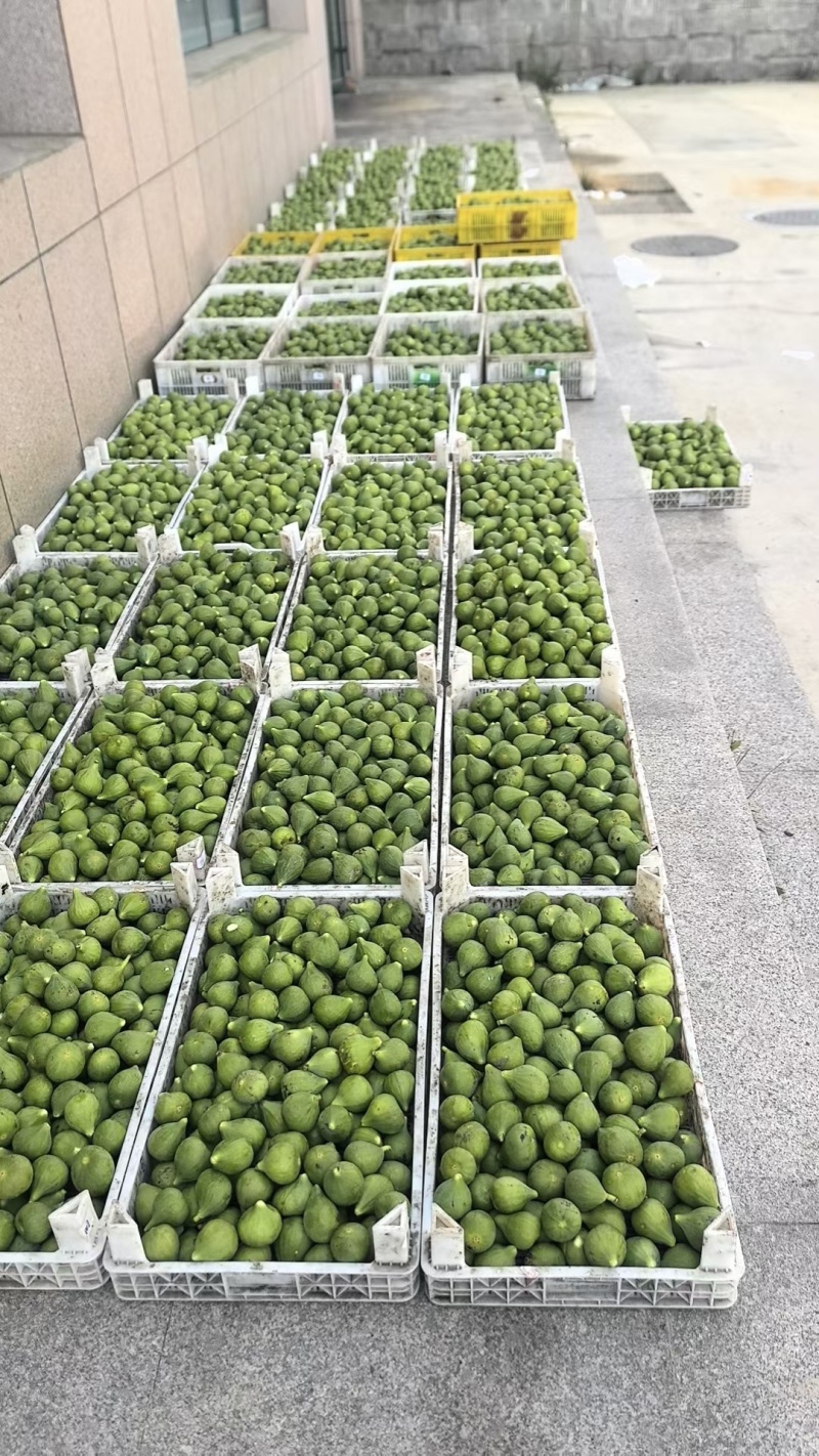 威海青皮无花果～一件代发电商拼多多淘宝抖音社区团购