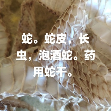 长虫，长虫皮，蛇壳，蛇皮，蛇干。泡酒蛇，蛇蜕，蛇，，，。