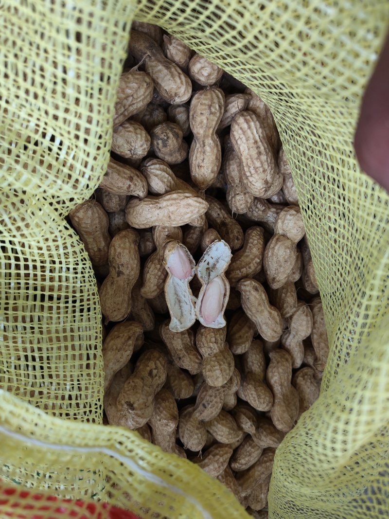 花生大量上市，质量好价格美丽质量好价格有需要的联系
