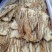 【精选】甘肃岷县当归佛手片一手货源量大价优可视频看货
