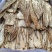 【精选】甘肃岷县当归佛手片一手货源量大价优可视频看货