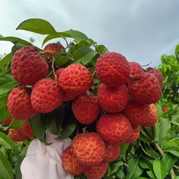 荔枝仙进奉