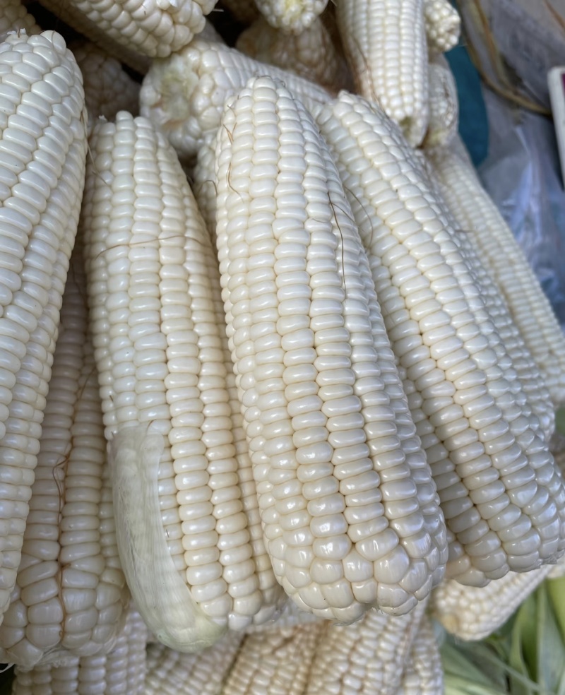 糯玉米