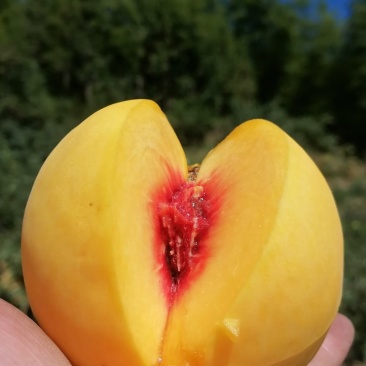 炎陵黄桃