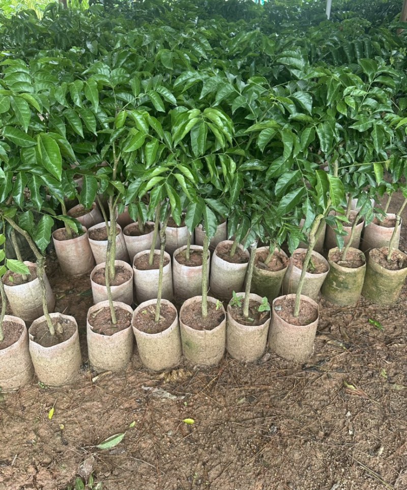 黄皮果苗黑黄皮果苗带士泥带叶发货粗