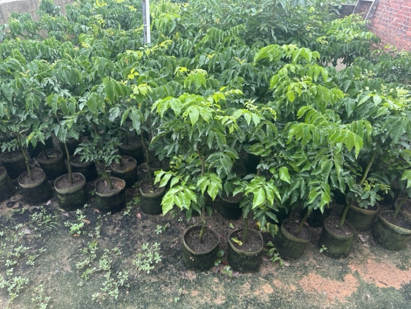 黄皮果苗黑黄皮果苗带士泥带叶发货粗