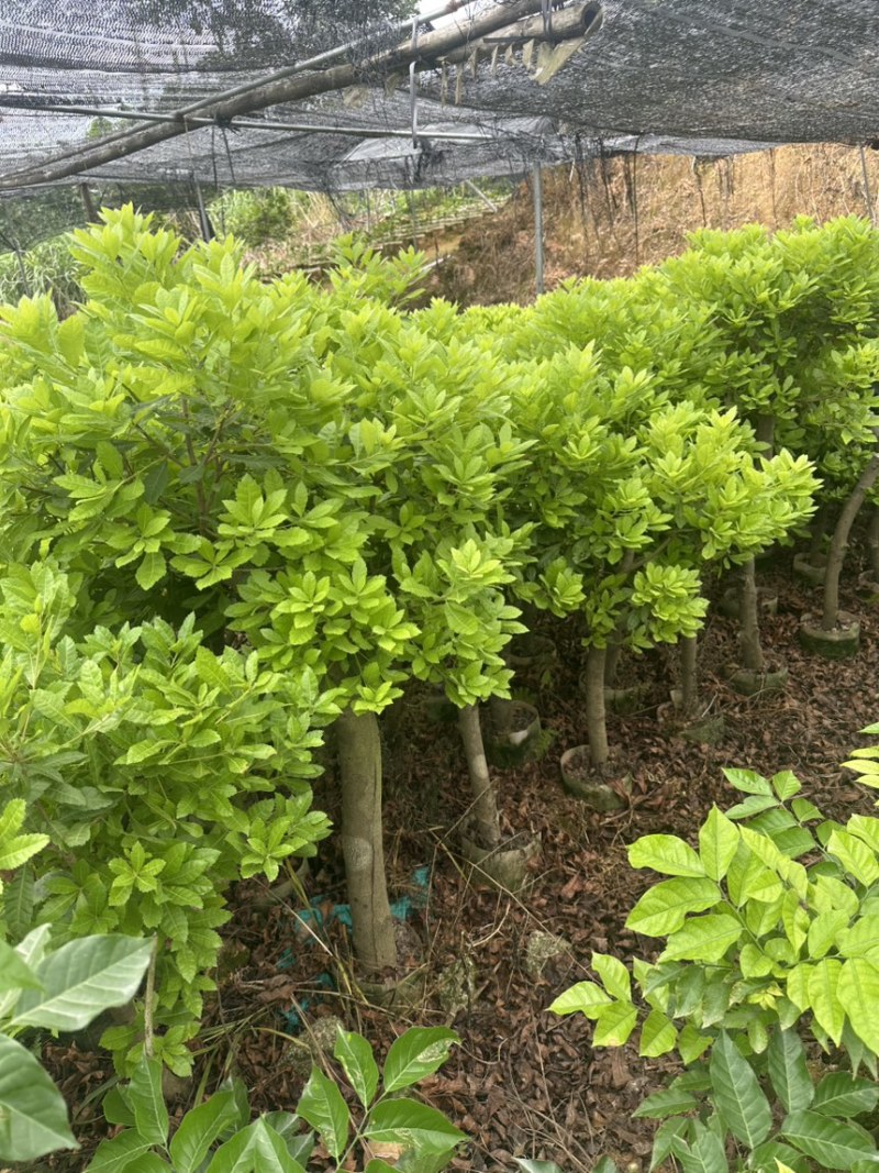 杨梅高压树苗，白杨梅树苗带士泥带叶发货粗。。