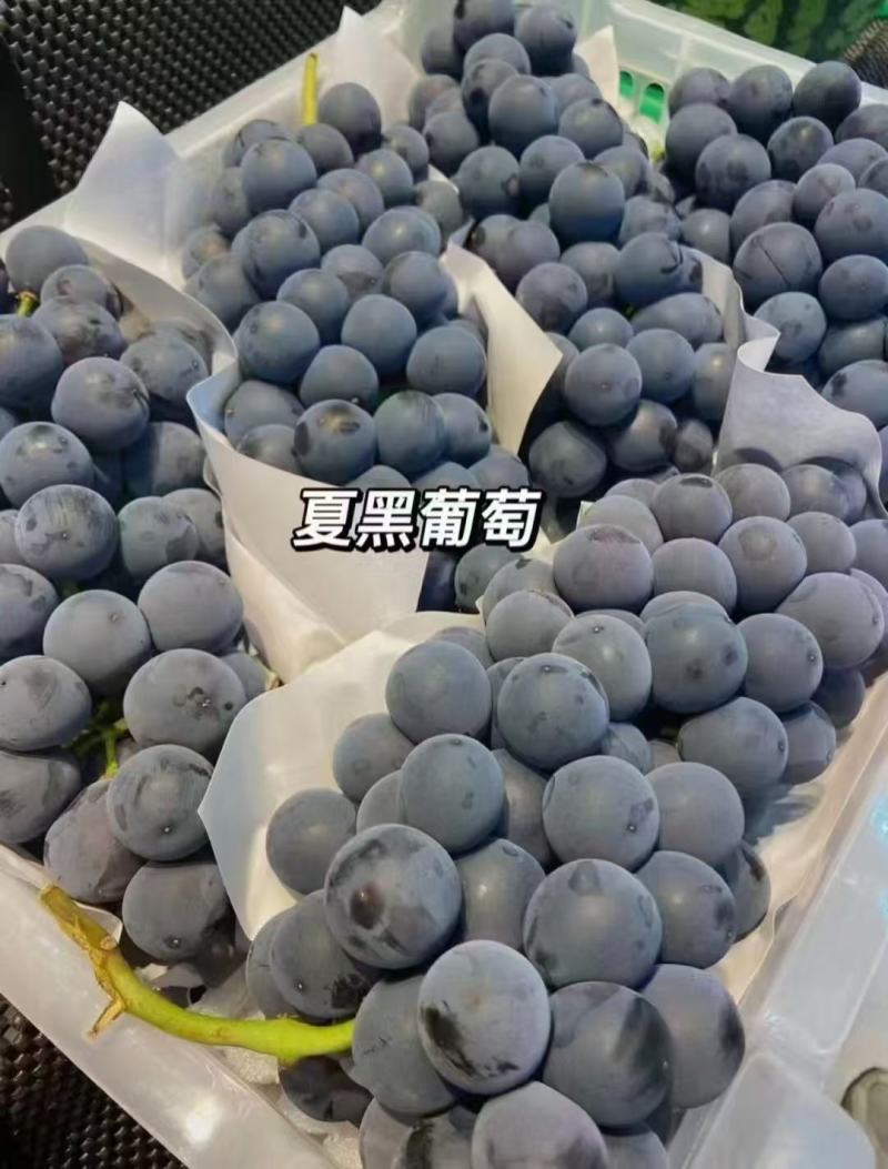 夏黑葡萄大量上市，产地直发，品质保证，服务周到，诚信经营