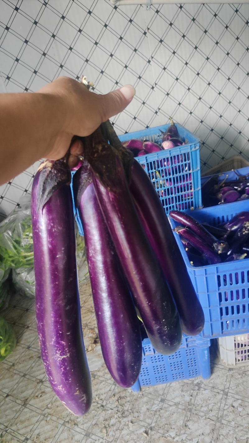 紫长茄，新鲜采摘，基地直发量大从优