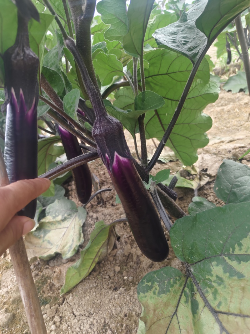 紫长茄，新鲜采摘，基地直发量大从优