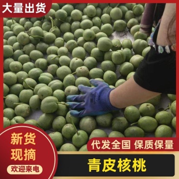 山西青皮核桃杂果大量上市品质保证量大从优欢迎联系